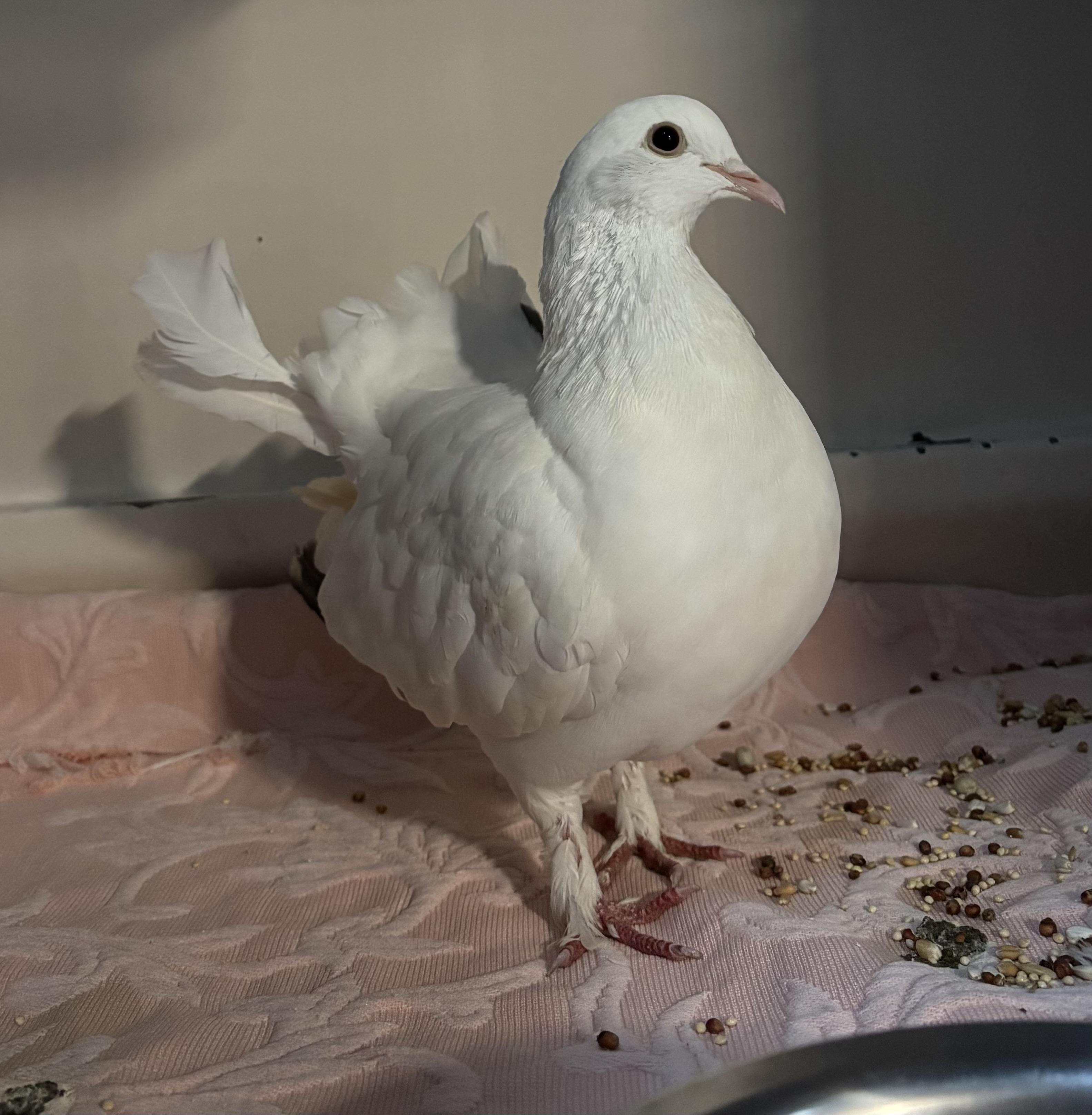 Lizzie Pigeon Bird