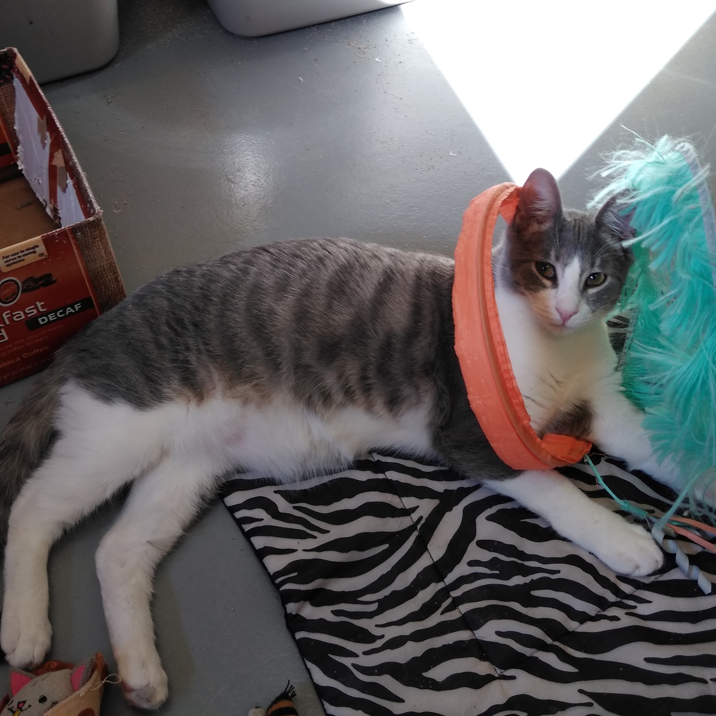 Ian, Young Male Domestic Short Hair