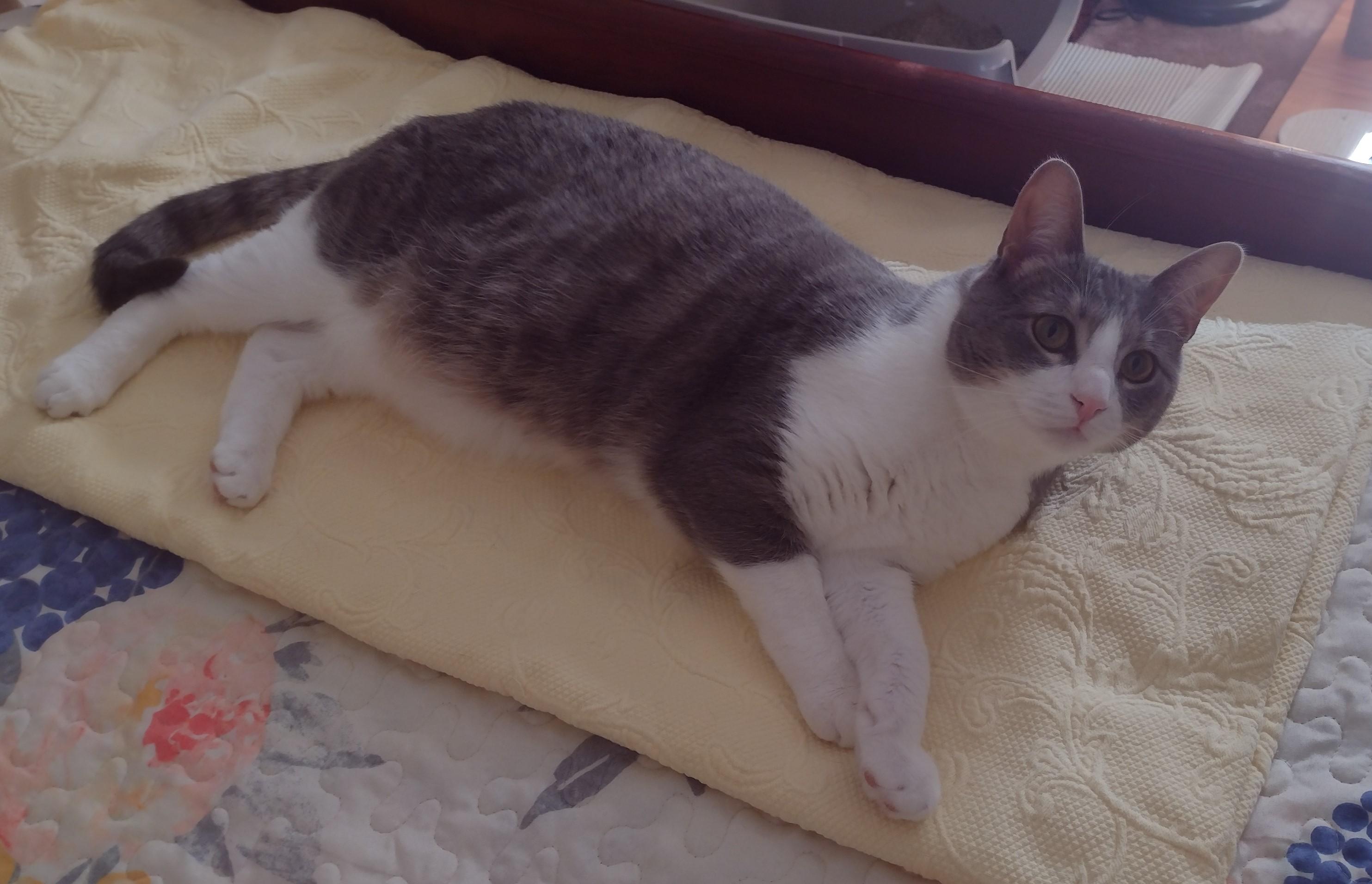 Enlarge Ian, a Adoptable Domestic Short Hair in Butler, PA image 2/2