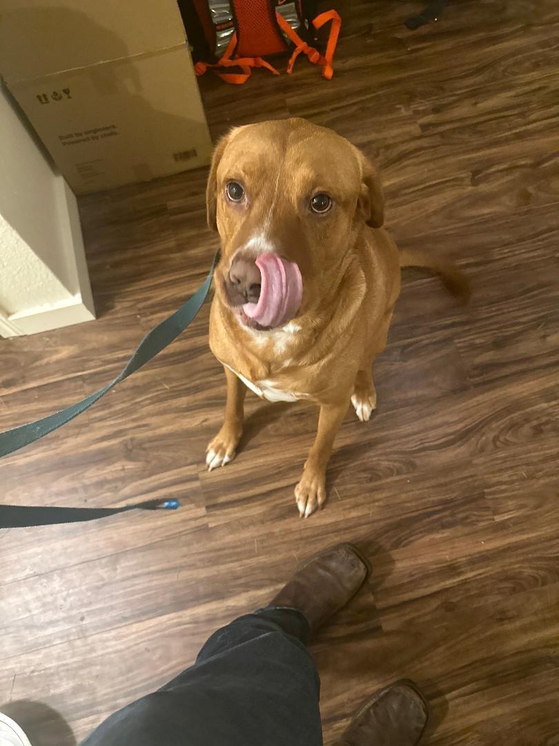 Enlarge Boston, a Adoptable mixed breed in Salem, OR image 2/3