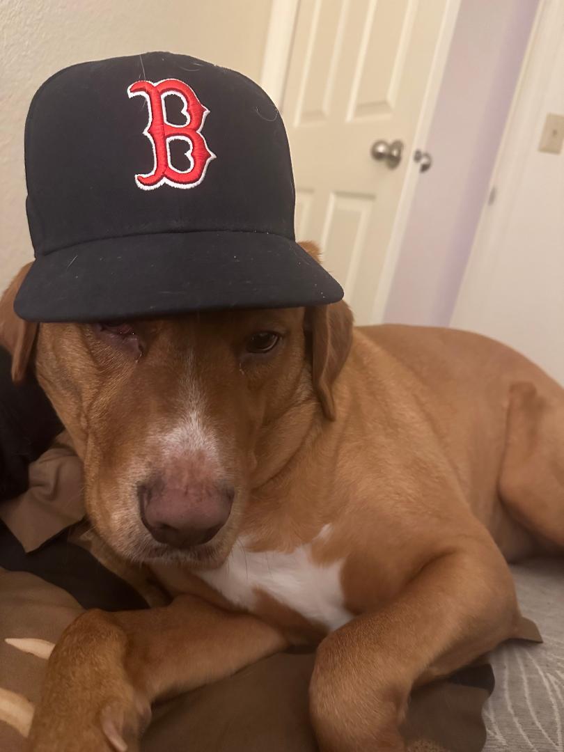 Enlarge Boston, a Adoptable mixed breed in Salem, OR image 3/3