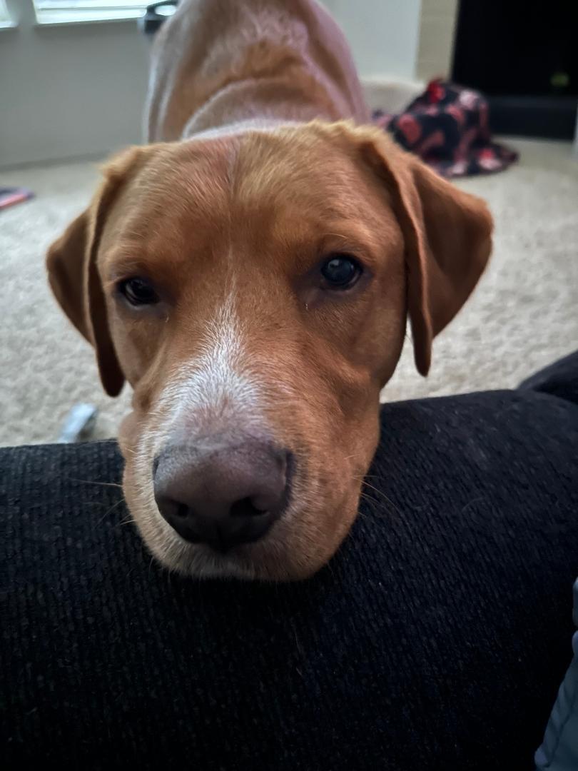 Boston, Adoptable, Adult Male Labrador Retriever.