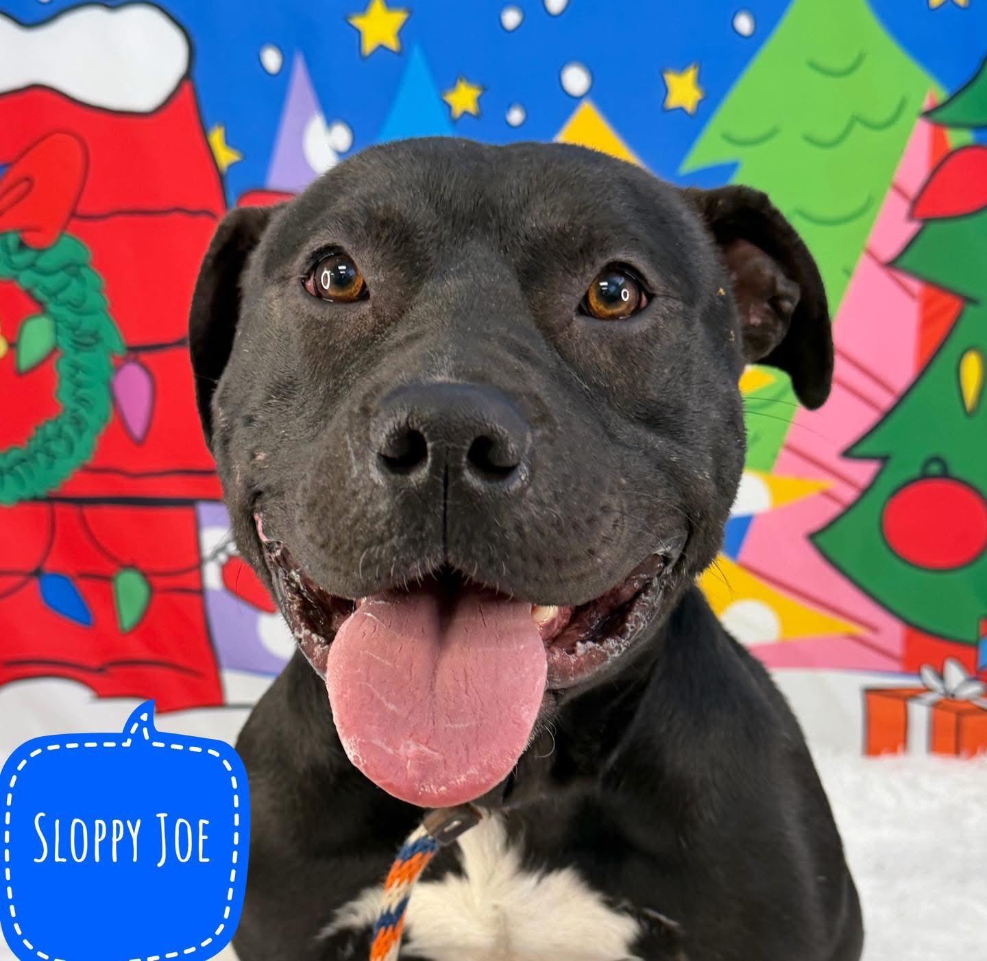 Enlarge Sloppy Joe, a ADOPTABLE Mixed Breed in Flint, MI image 1/1