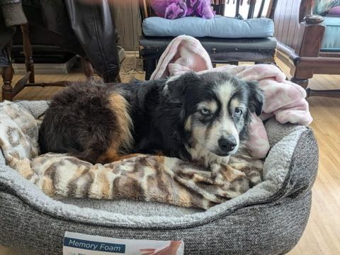 Enlarge Skye, a Adoptable Australian Shepherd in Atascadero, CA image 1/1