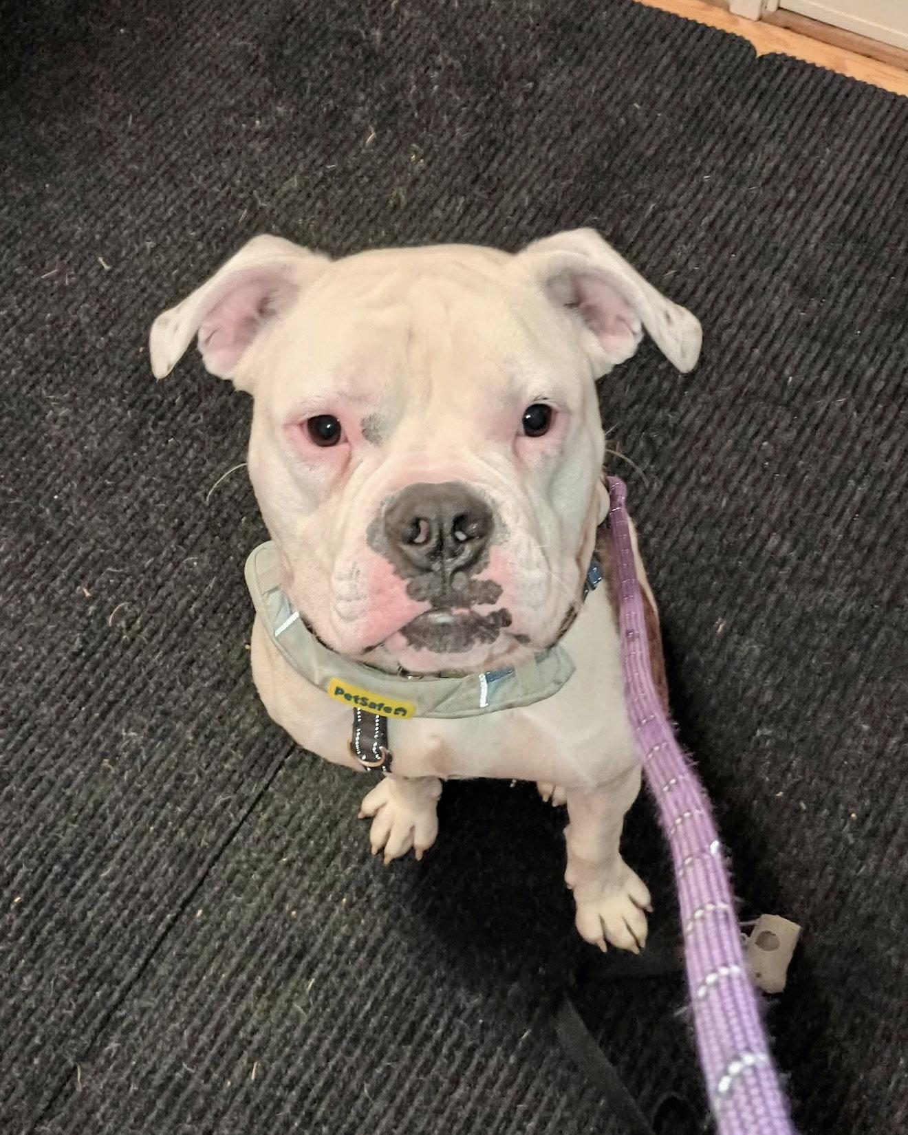 Axel, Adoptable, Young Male American Bulldog.