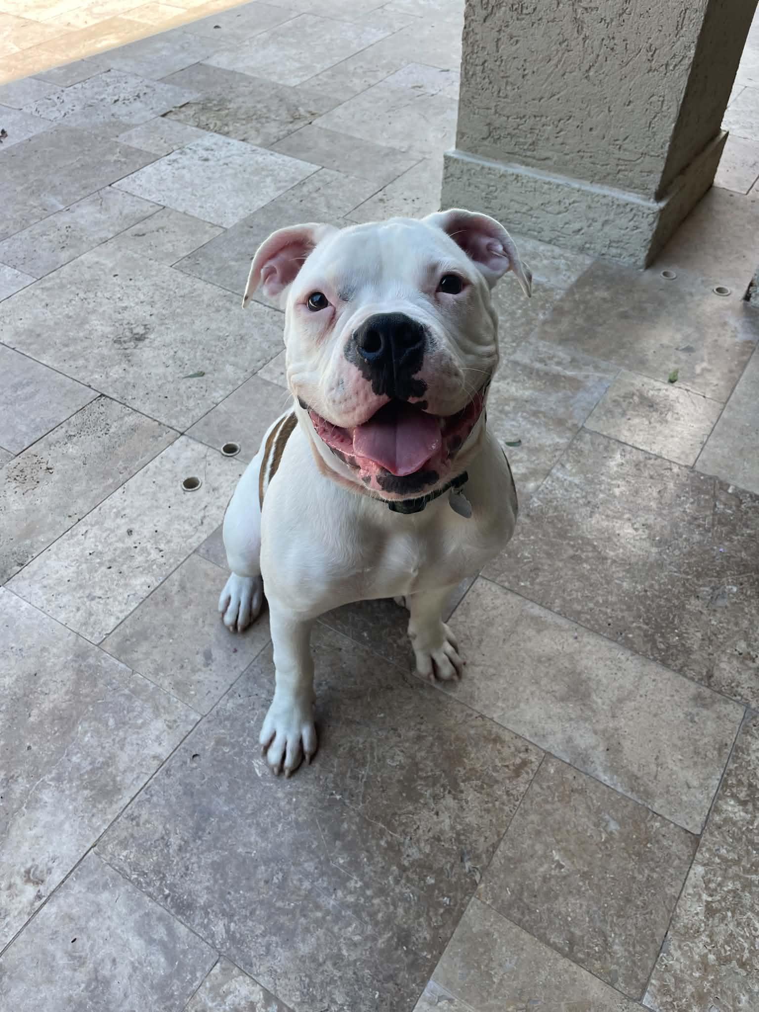 Enlarge Axel, a Adoptable American Bulldog in Monticello, NY image 2/3