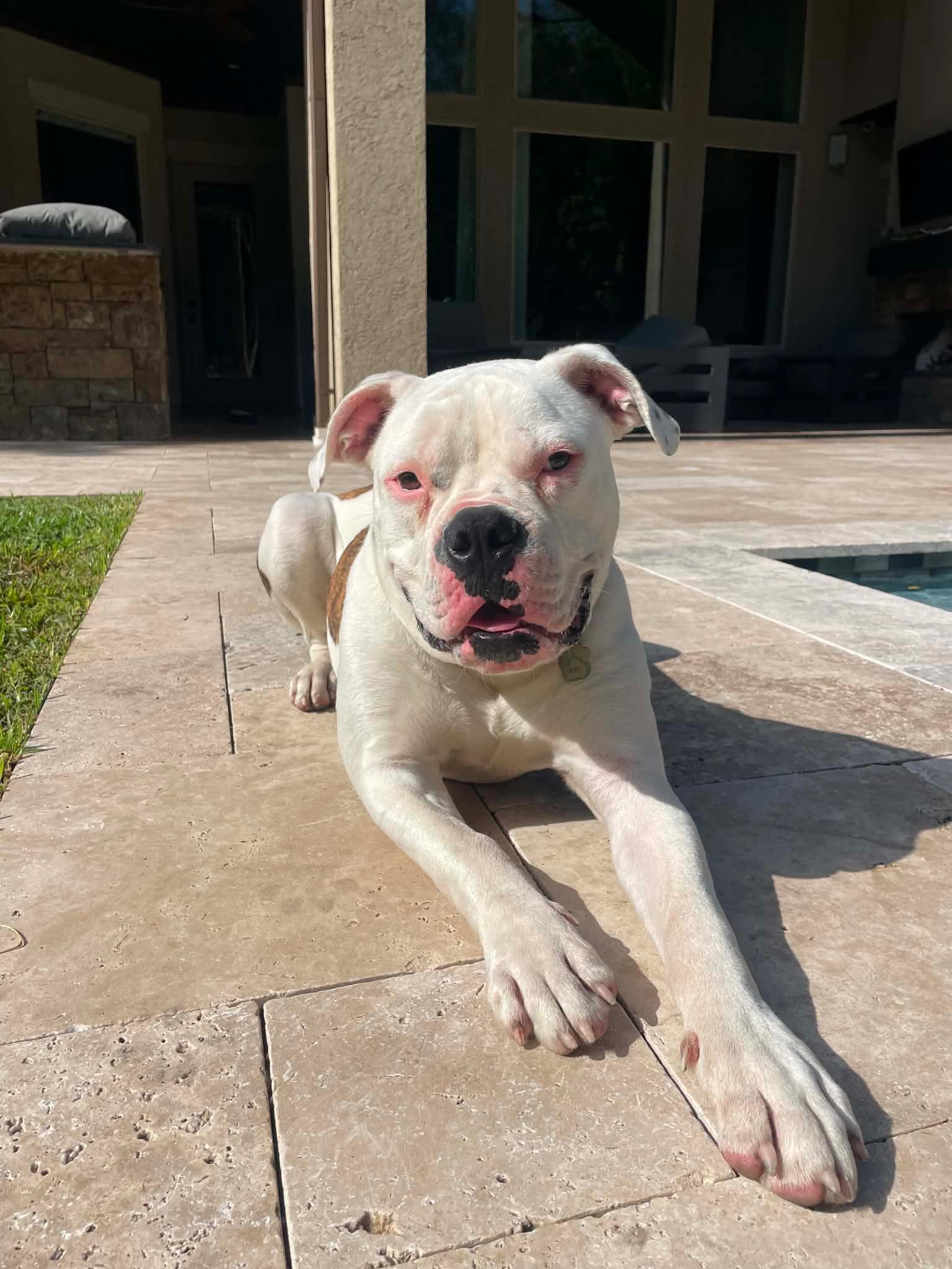 Enlarge Axel, a Adoptable American Bulldog in Monticello, NY image 3/3
