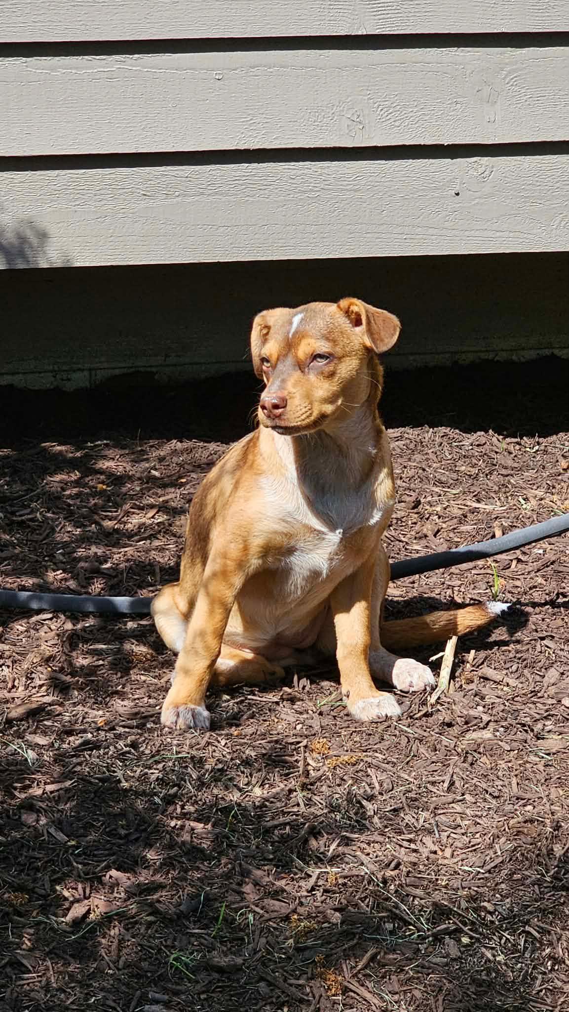 Serena, an adopted mixed breed in Oswego, IL image 4/5