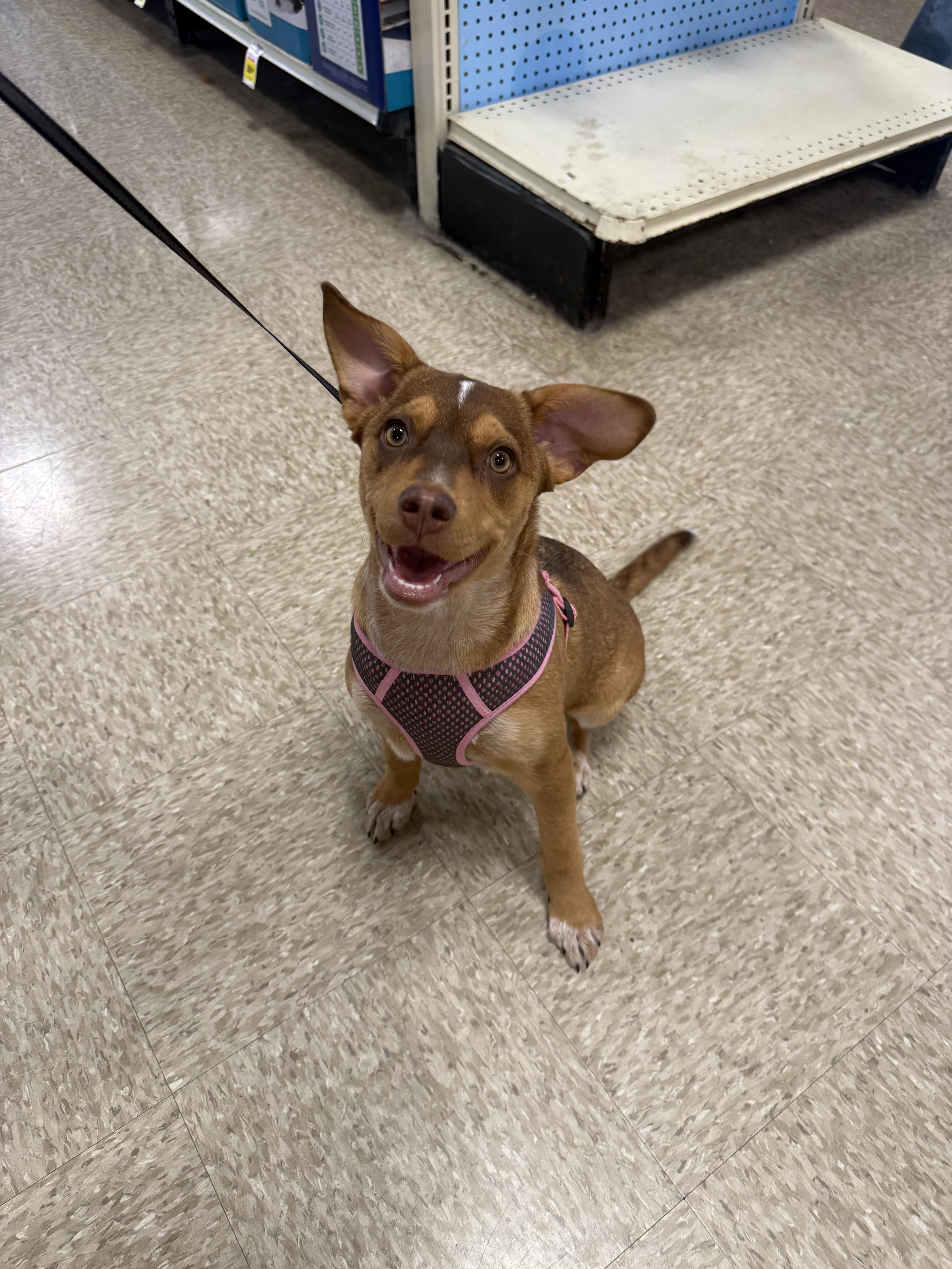 Serena, an adopted mixed breed in Oswego, IL image 5/5