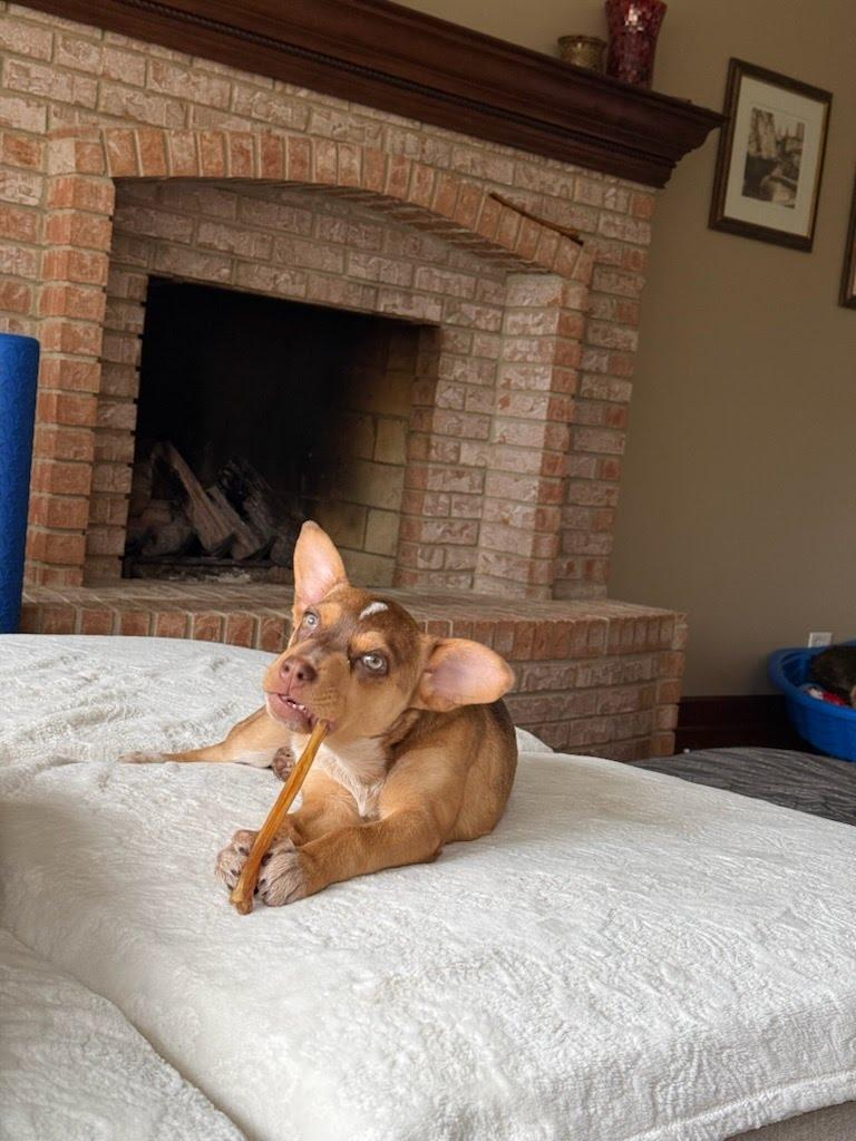 Serena, an adopted mixed breed in Oswego, IL image 2/5