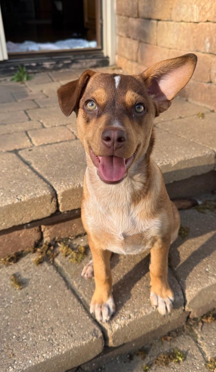 Serena, adopted, Puppy Female Terrier & Australian Cattle Dog / Blue Heeler.