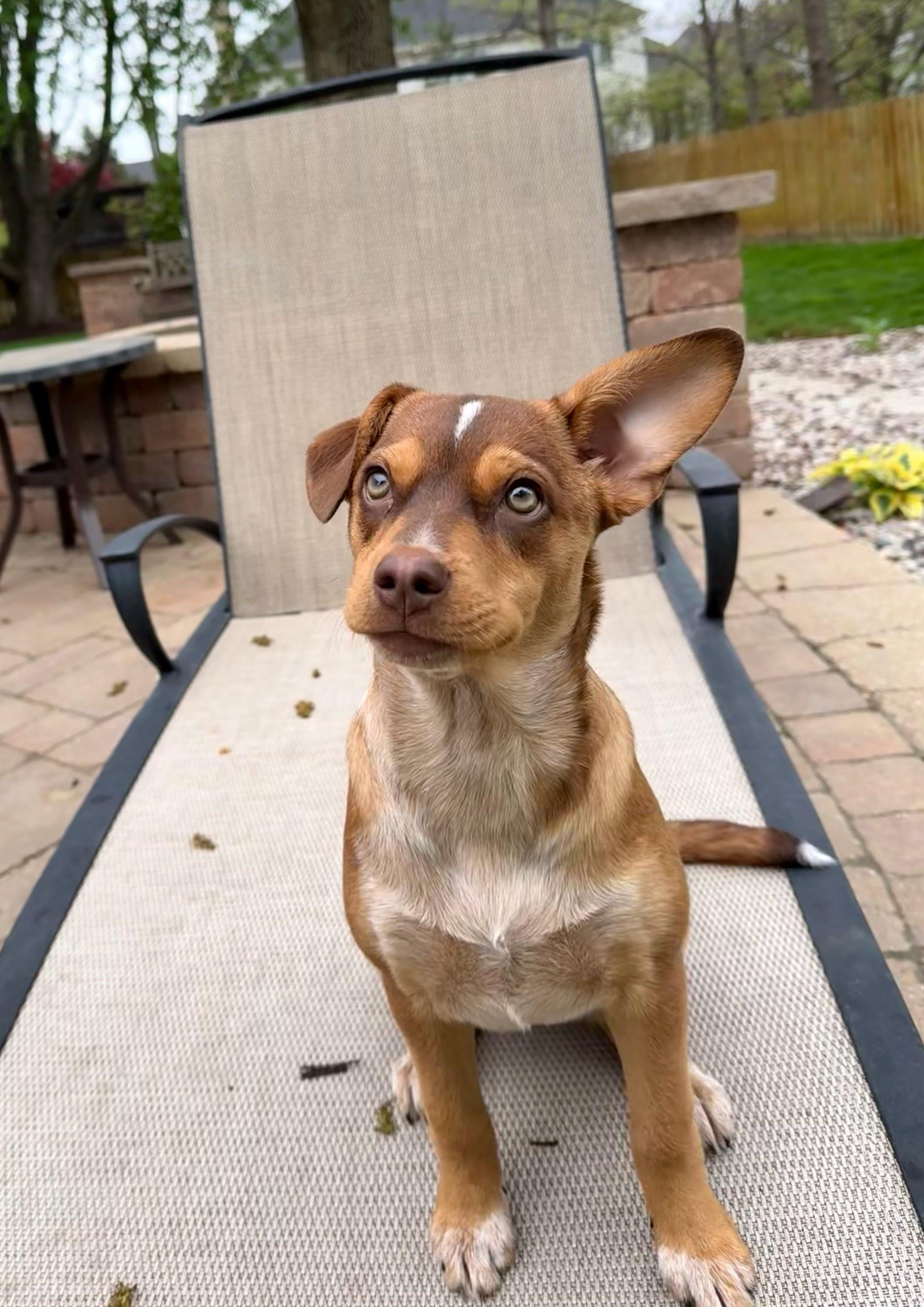Serena, an adopted mixed breed in Oswego, IL image 3/5