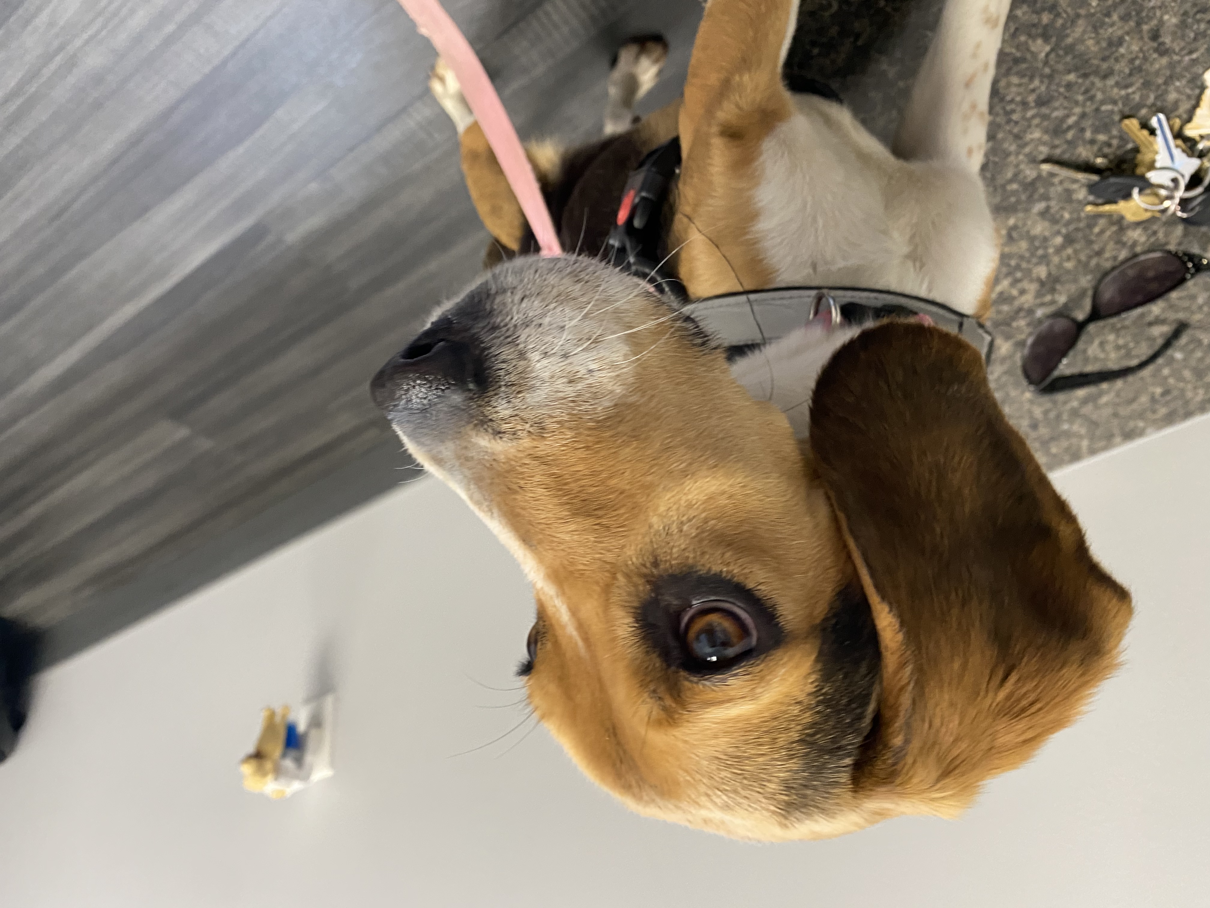 Baby, Adopted, Young Female Beagle.