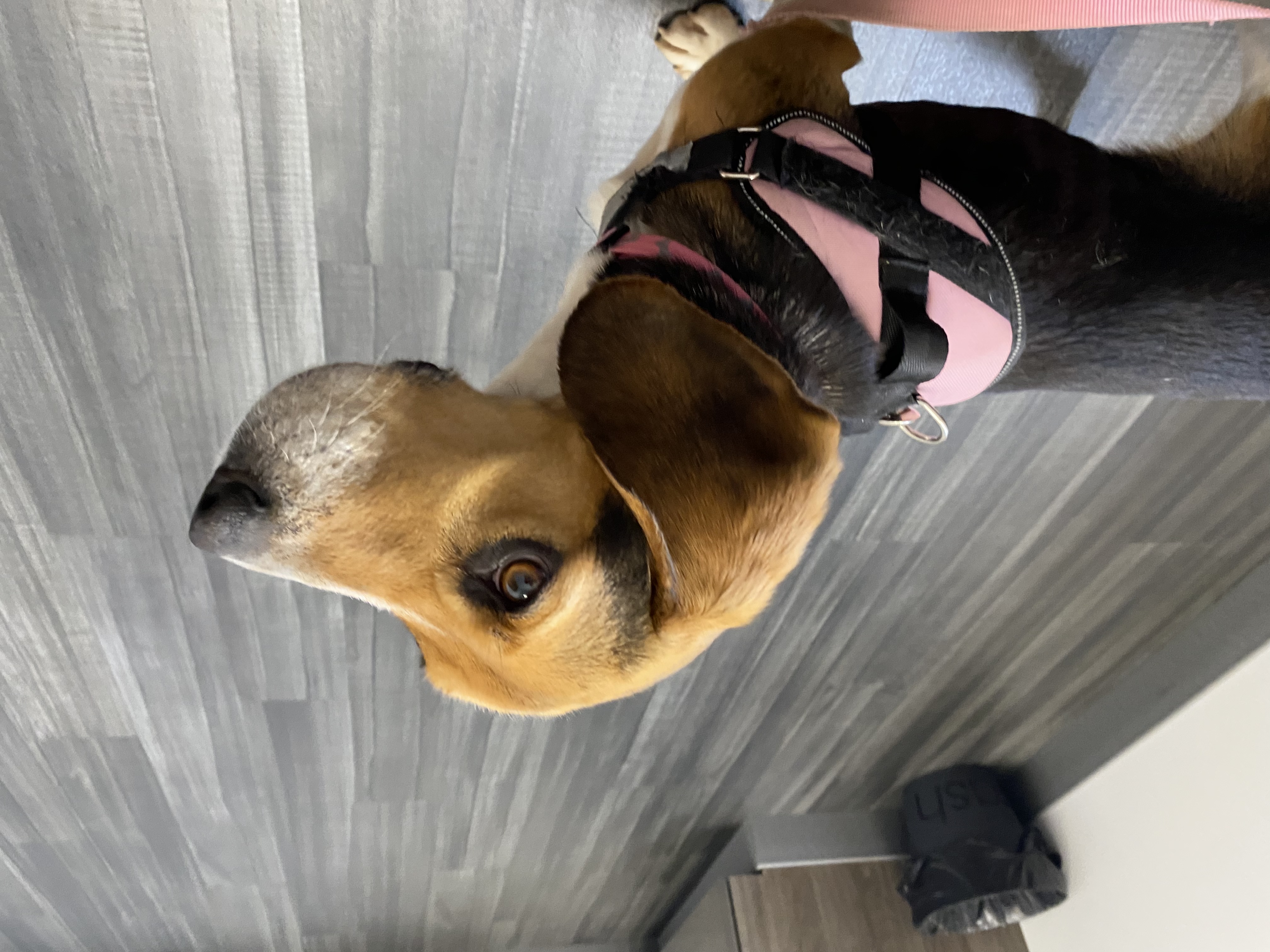 Baby, a Adopted Beagle in Union City, IN image 2/2