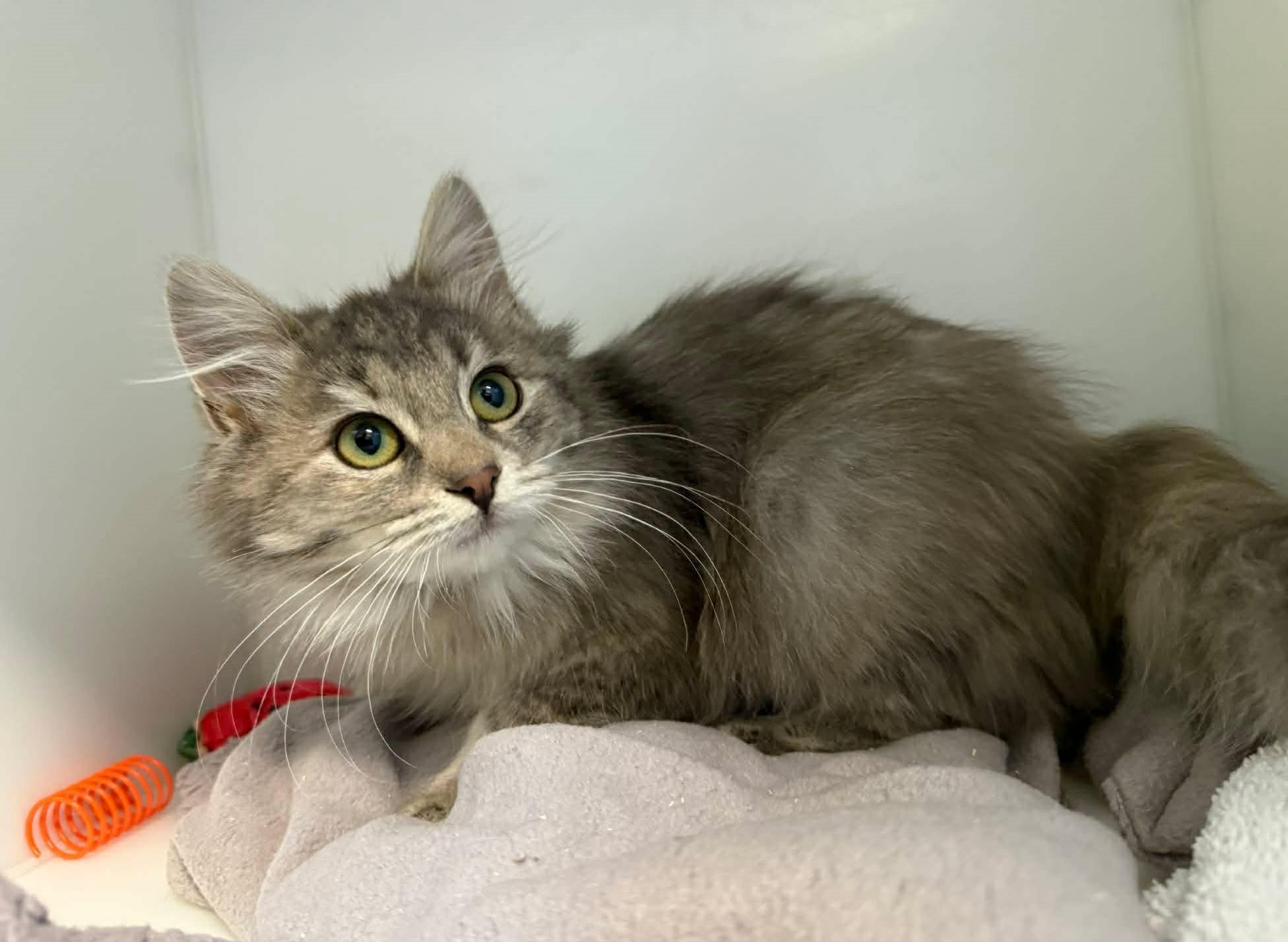 Enlarge Cashmere, an adopted Domestic Medium Hair in Delson, QC image 1/1