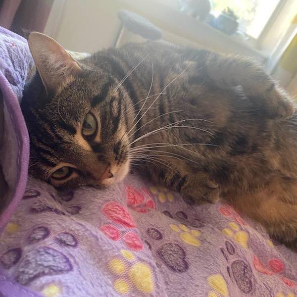 Enlarge Heidi, a Adoptable Domestic Short Hair in Wantagh, NY image 4/5