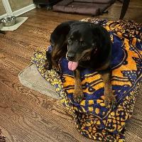 Nova, ADOPTABLE, Adult Female Rottweiler.