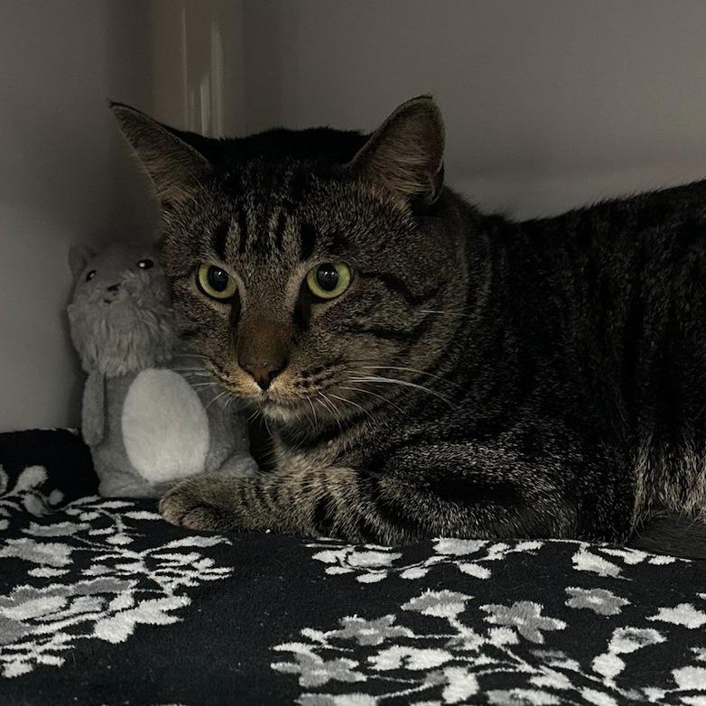 Enlarge Rambo, a Adoptable Domestic Short Hair in Clearwater, FL image 1/4