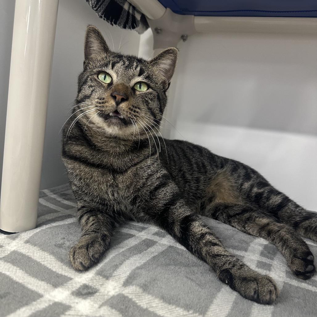 Enlarge Rambo, a Adoptable Domestic Short Hair in Clearwater, FL image 3/4