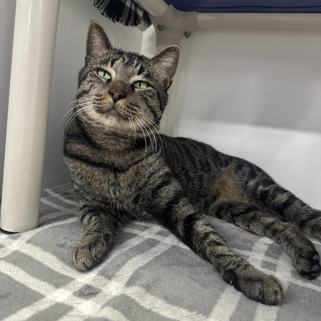 Enlarge Rambo, a Adoptable Domestic Short Hair in Clearwater, FL image 4/4