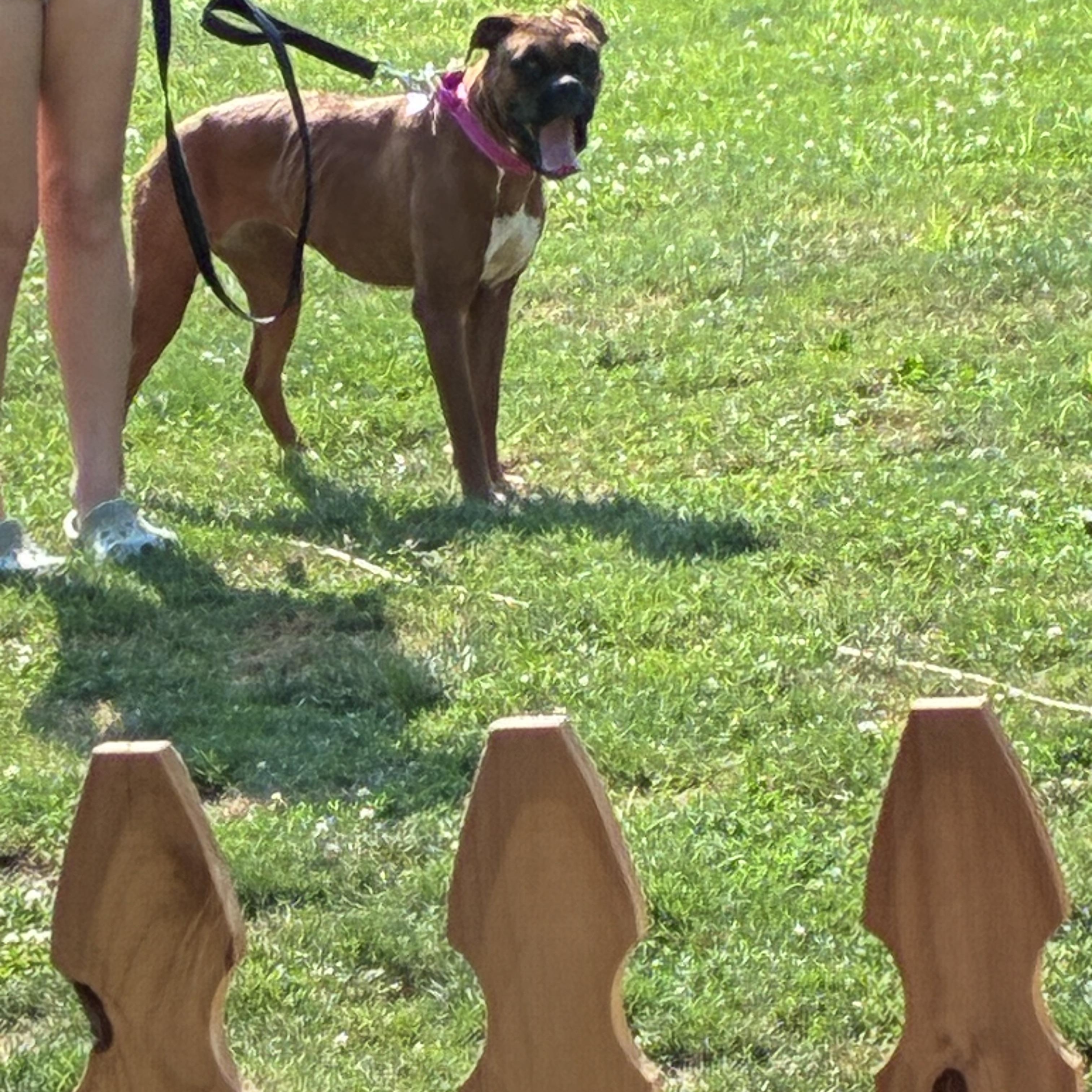 Enlarge Liberty, an adopted Boxer in Lincoln University, PA image 2/2