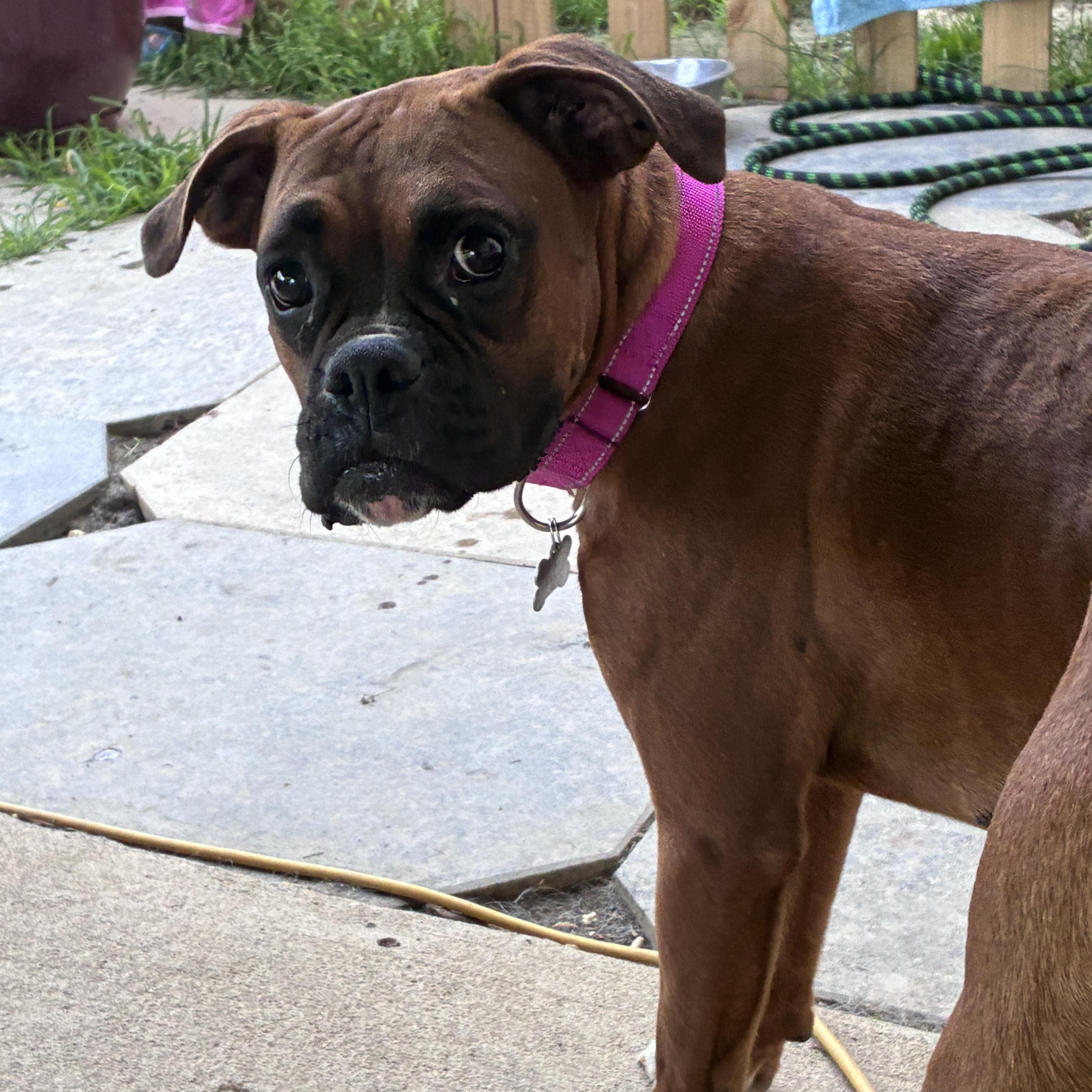Liberty, adopted, Young Female Boxer.