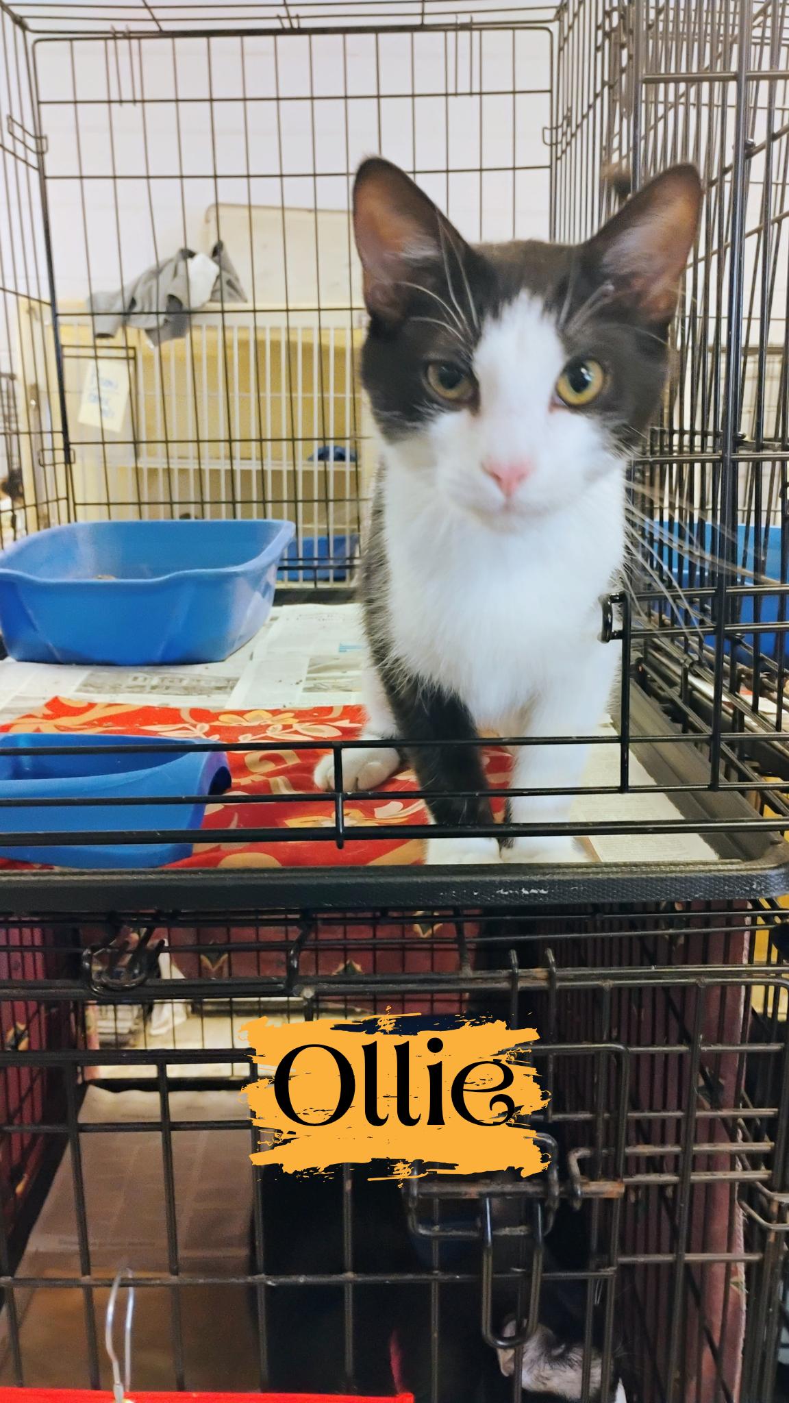 Ollie