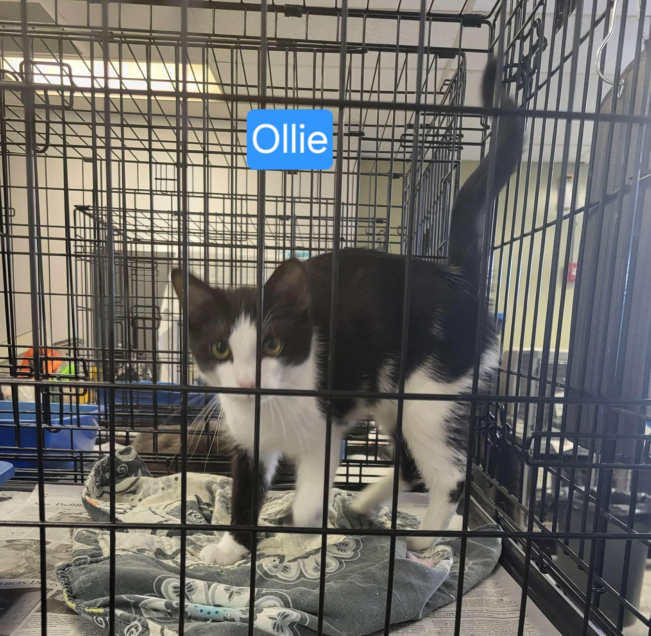 Ollie