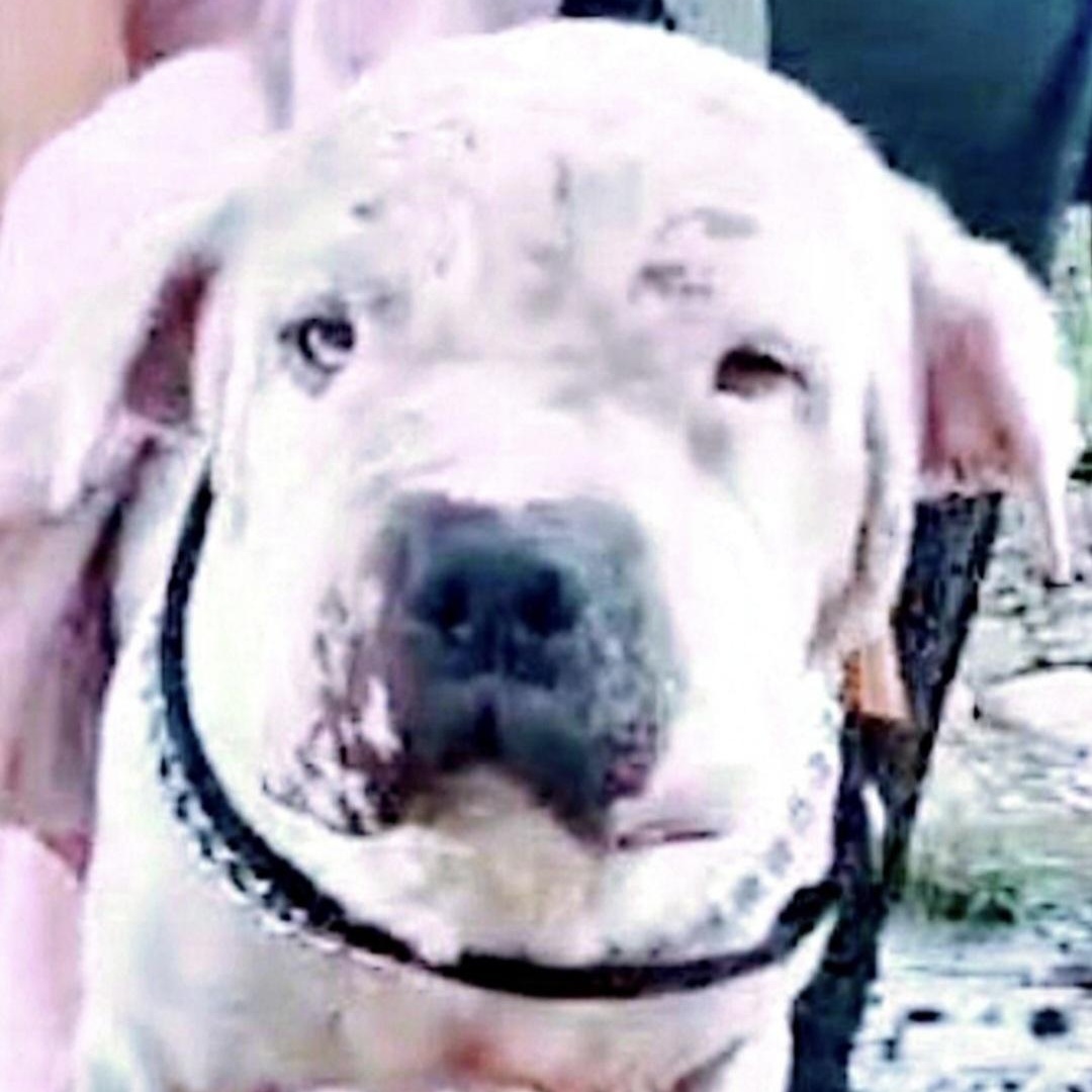 CHOSEN "In NY: FOSTER or FOREVER HOME NEEDED!"