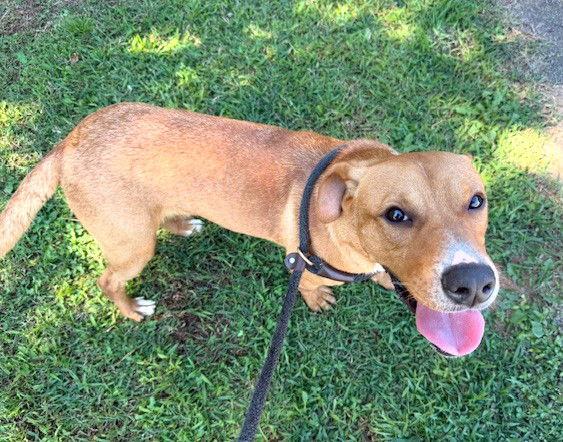 Enlarge Frodo, a Adoptable Shepherd in Carrollton, GA image 1/3