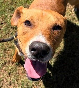 Enlarge Frodo, a Adoptable Shepherd in Carrollton, GA image 2/3