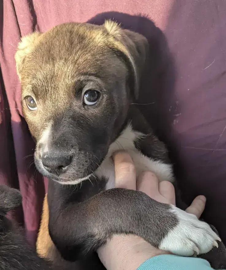Jose Cuervo, Adoptable, Puppy Male Mixed Breed.