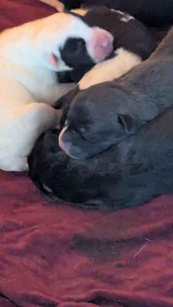 Jose Cuervo, Adoptable, Puppy Male Mixed Breed.