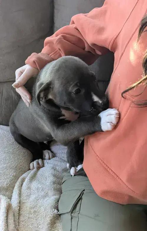 Enlarge Jose Cuervo, a Adoptable mixed breed in Grand Rapids, MI image 2/6