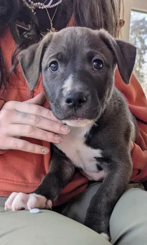 Enlarge Jose Cuervo, a Adoptable mixed breed in Grand Rapids, MI image 3/6