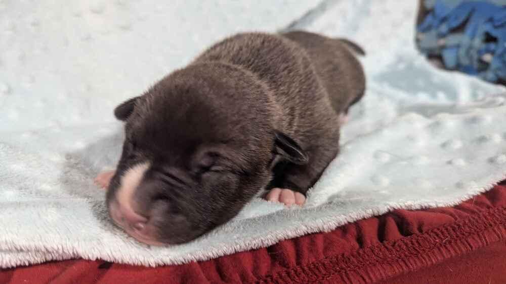 Enlarge Jose Cuervo, a Adoptable mixed breed in Grand Rapids, MI image 2/3