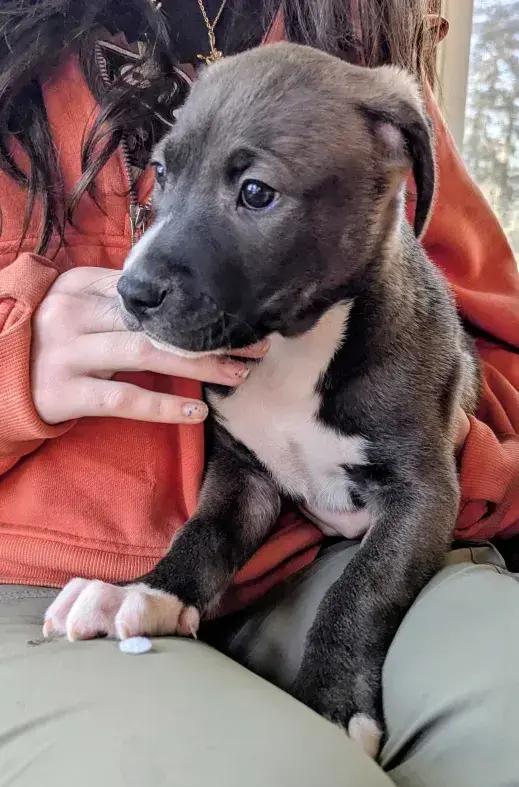 Enlarge Jose Cuervo, a Adoptable mixed breed in Grand Rapids, MI image 4/6