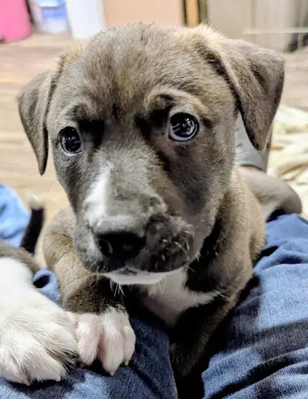 Enlarge Jose Cuervo, a Adoptable mixed breed in Grand Rapids, MI image 5/6