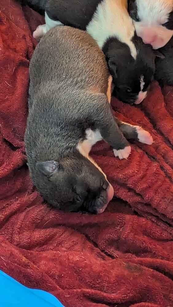 Enlarge Jose Cuervo, a Adoptable mixed breed in Grand Rapids, MI image 3/3