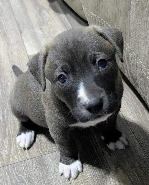 Enlarge Jose Cuervo, a Adoptable mixed breed in Grand Rapids, MI image 6/6