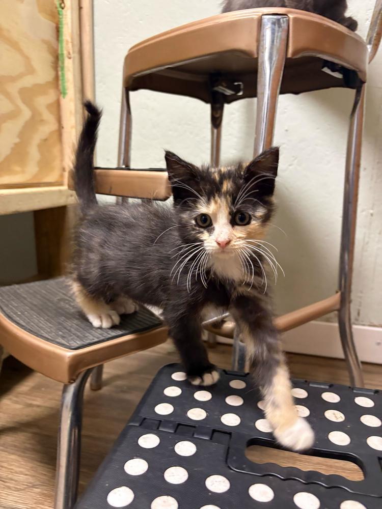Lemonleaf, Adoptable, Kitten Female Domestic Medium Hair.
