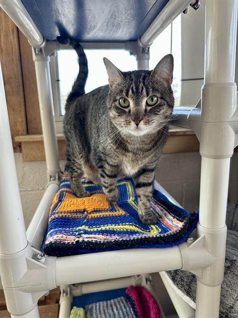 ALLURE, Adoptable, Adult Female Domestic Short Hair.