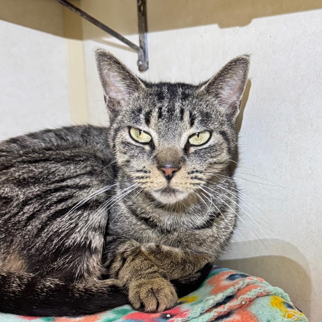 Enlarge PRECIOUS, a Adoptable mixed breed in Battle Creek, MI image 1/1