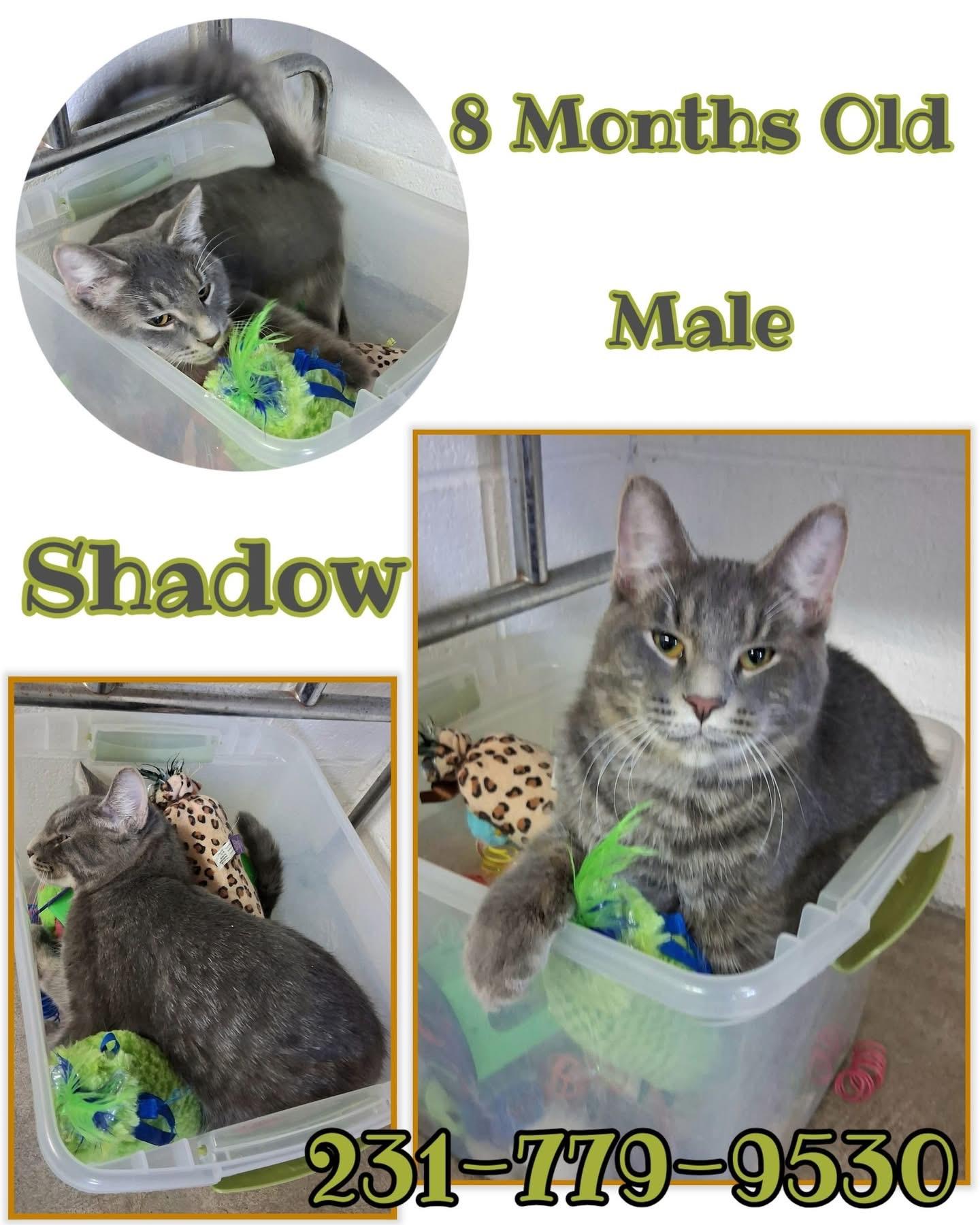 Enlarge SHADOW, a ADOPTABLE Domestic Short Hair in Cadillac, MI image 1/1