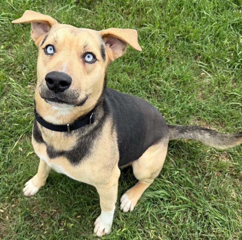 Harry Styles, Adoptable, Adult Male Black Mouth Cur & Mixed Breed.
