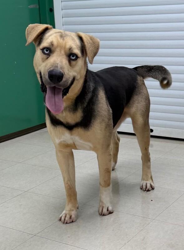 Enlarge Harry Styles, a Adoptable mixed breed in Katy, TX image 3/4