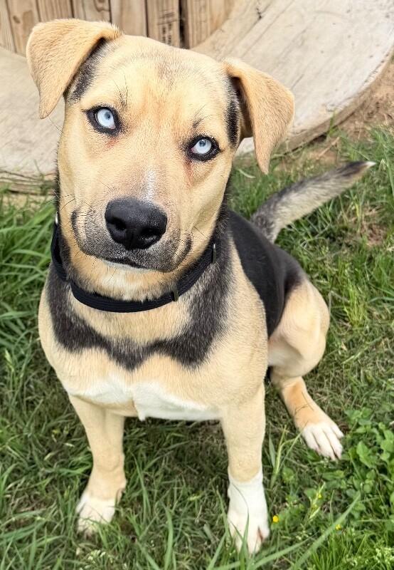 Enlarge Harry Styles, a Adoptable mixed breed in Katy, TX image 4/4