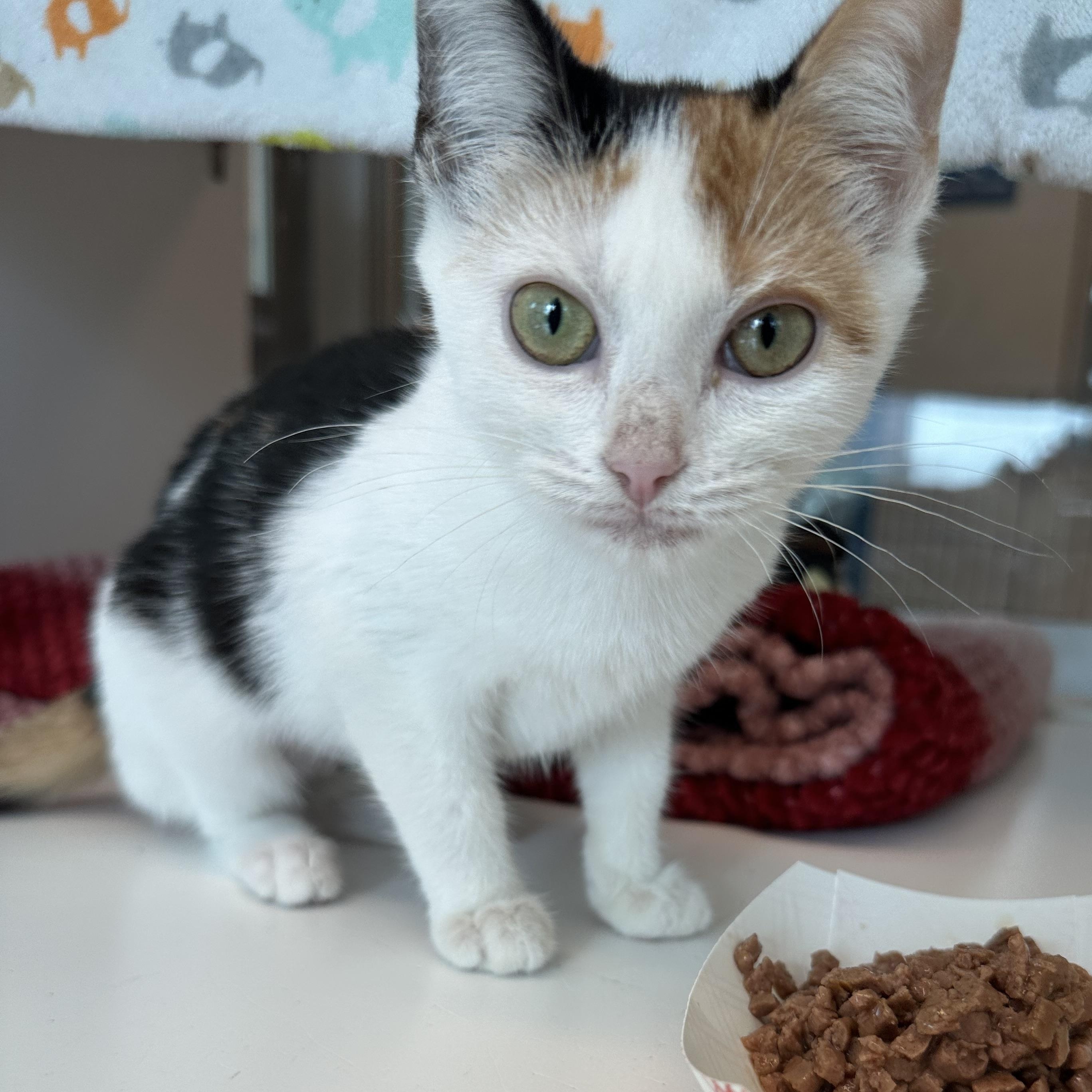Marigold (ID 52839), Adopted, Kitten Female Domestic Short Hair.
