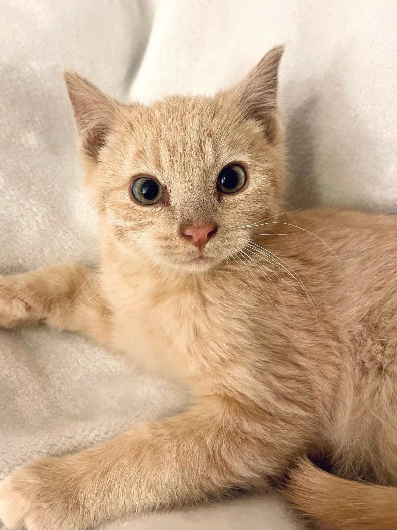 Haze, Adoptable, Adult Male Domestic Short Hair.