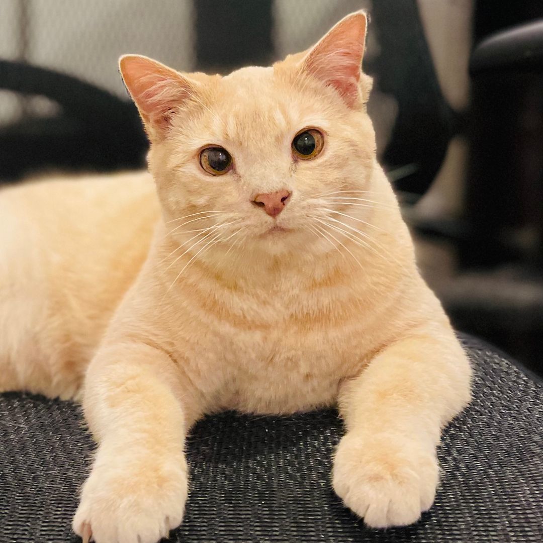 Haze, a Adoptable Domestic Short Hair in Great Falls, MT image 2/2